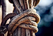 Evde sebze yetiştirmek, en iyi altısı