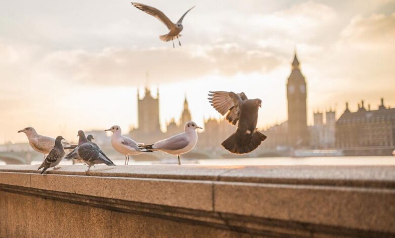 Bitkisel çaylar için tam kapsamlı rehber